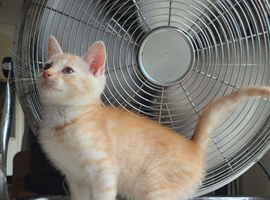 Ginger and Cream Tabby Male