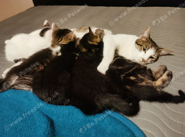 4 Male Kittens