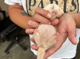 Ferrets