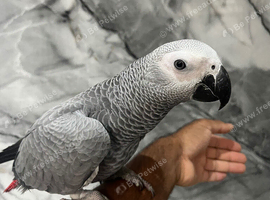 Friendly HandReared Male Baby Super Tame Congo African Grey Parrot.12