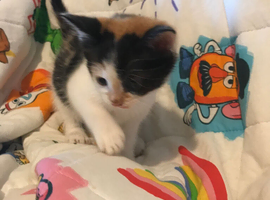 Mixed breed kittens