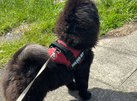 8 month old female