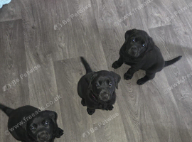 3 full labrador puppies