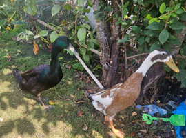 2 beautiful drakes