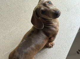 Miniature dachshund