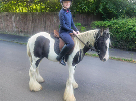 Pibald gypsy cob