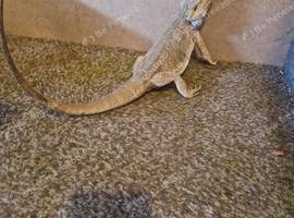 2 year old bearded dragon