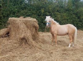 Gorgeous palomino yearling