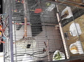 3 bengleas finches and tall cage