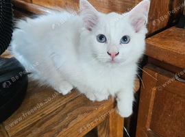 Pure Ragdolls