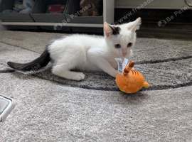 Poppy white kitten