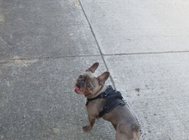 Blue french bulldog ( KC  registered )