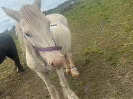 BEAUTIFUL GREY MARE