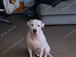 Rehoming my male American bulldog Jeff