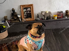 Dog