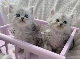 Adorable Persian kittens
