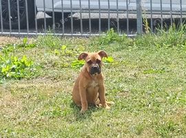 American bully cross staff pup