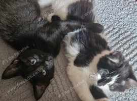 2 kittens and everything included