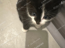 Beautiful black and white kitten