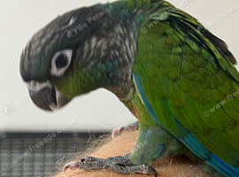Stunning hand reared e baby conures