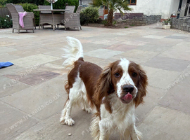 Female Welsh springer spaniel
