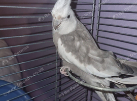 Female Whitefaced Cockatiel