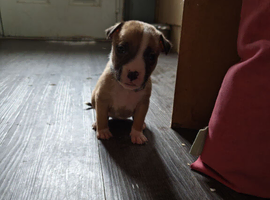 Beautiful staff cross American bull