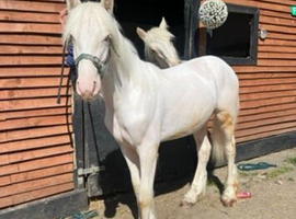 Cremello Gypsy cob- 11 months old 13&rsquo;3 to make 15&rsquo;2 +