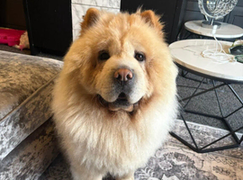 5 Year Old Chow Chow Male Needs A Home