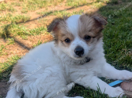 Fluffy little pomchi seeking forever home