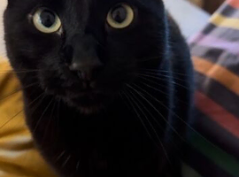 Beautiful Black Cat (6 years old) needs his forever home