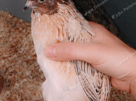 Male Coturnix Quail 6 weeks