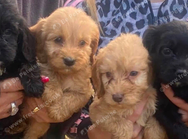 5 Beautiful Cockapoos