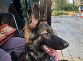 ️ LOVING, EXPERIENCED HOME NEEDED FOR BEAUTIFUL YOUNG GERMAN SHEPHERD ️