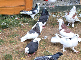 Pigeons