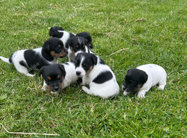 Traditional Jack Russell pups