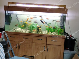 Yellow labs and red zebra juvines