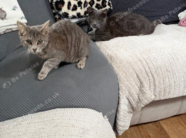 Socks and tabby free to good home