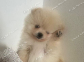 Beautiful Pomeranian Puppy