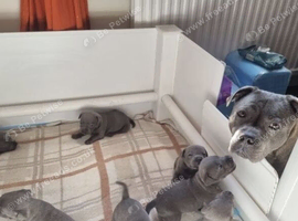 Stunning KC Registered Staffordshire Bull Terrier Puppies