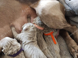 Beautiful KC registered Weimaraner Puppies. Hip Scored Parents. Champion bloodlines.Sire Show Weimaraner of the year 2025.
