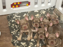 French bulldog puppies for sale