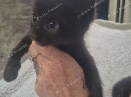 4 kittens