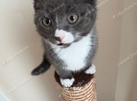 2 10 week old male kitten