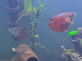 3 male gourami