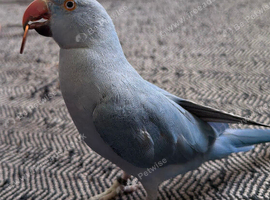 Tamed Blue Indian ringneck