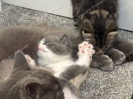 Kittens ready now