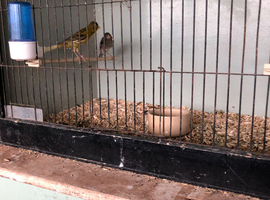 Pair of canaries and cage