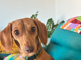 18 month old Miniature Dachsund