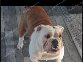 Needs a forever home,she&rsquo;s still looking